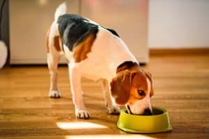 Conseils pour une alimentation équilibrée pour votre chien