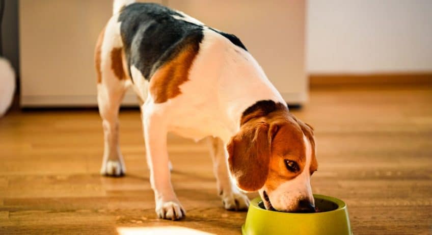 Conseils pour une alimentation équilibrée pour votre chien